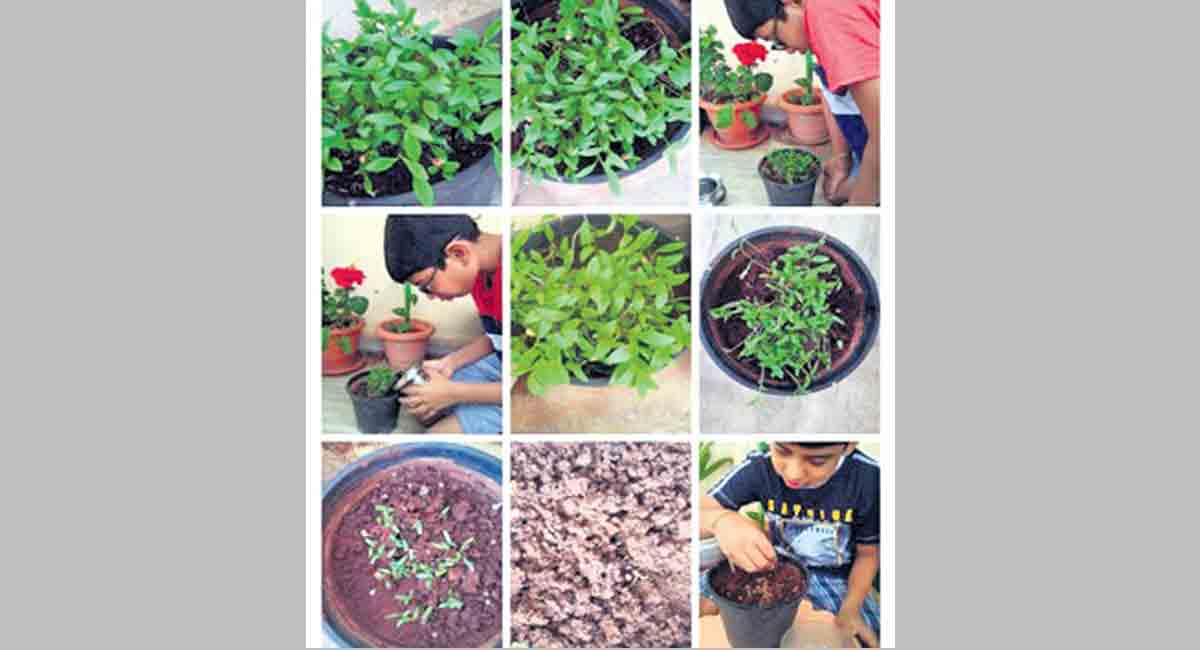 DPS: Children take up ‘growing herbs at home’ activity