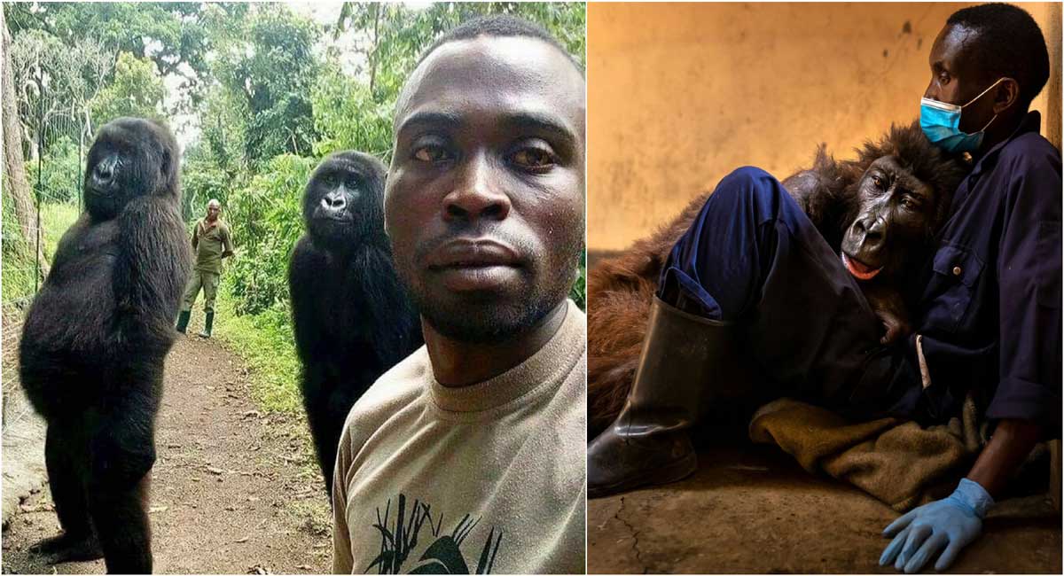 Two photos of a gorilla, one alive, one before dying, break the Internet