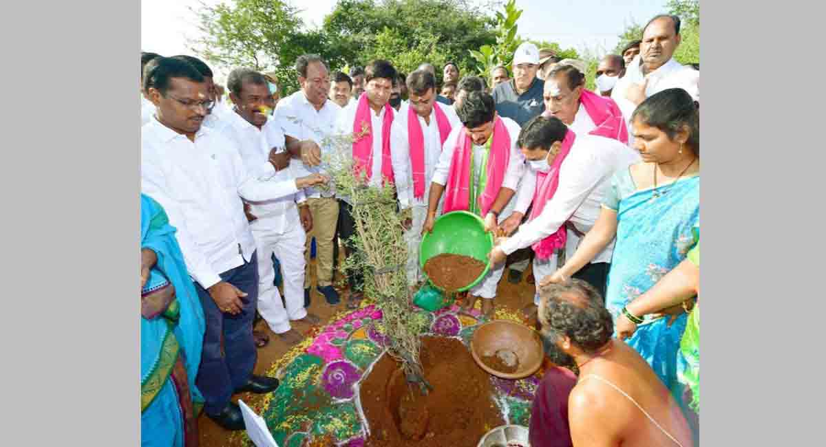 Hyderabad: Jammi Chettu plantation at Keesara