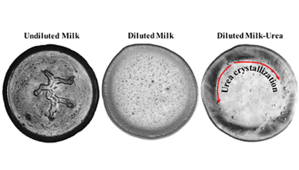 New method for detecting adulterants in milk