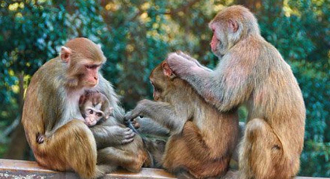 Monkey rehab centres in all districts of Telangana