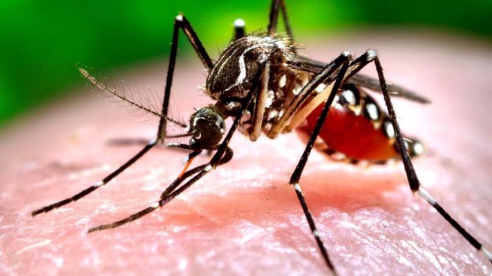 Bacteria capable of wiping out disease-carrying mosquitoes: Australian study