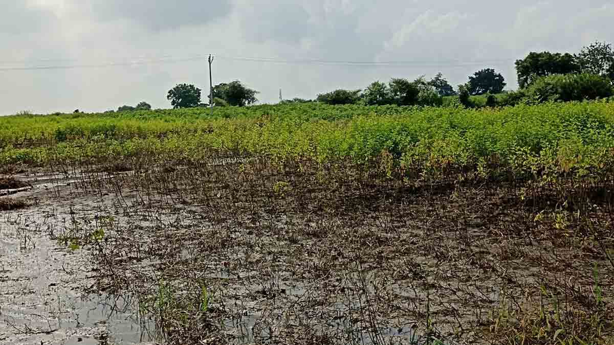Crops damaged in Sangareddy as Manjeera receives heavy inflows