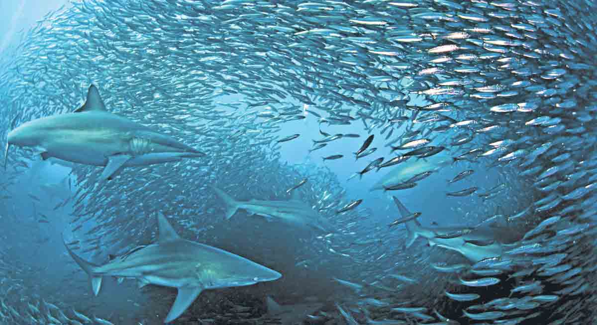 South Africa’s ‘sardine run’