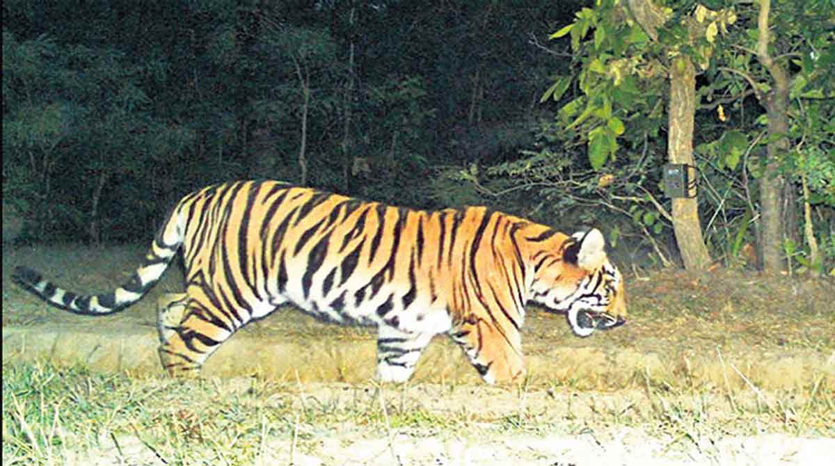 Telangana: Ensnared big cat dies in Eturunagaram forest, two held