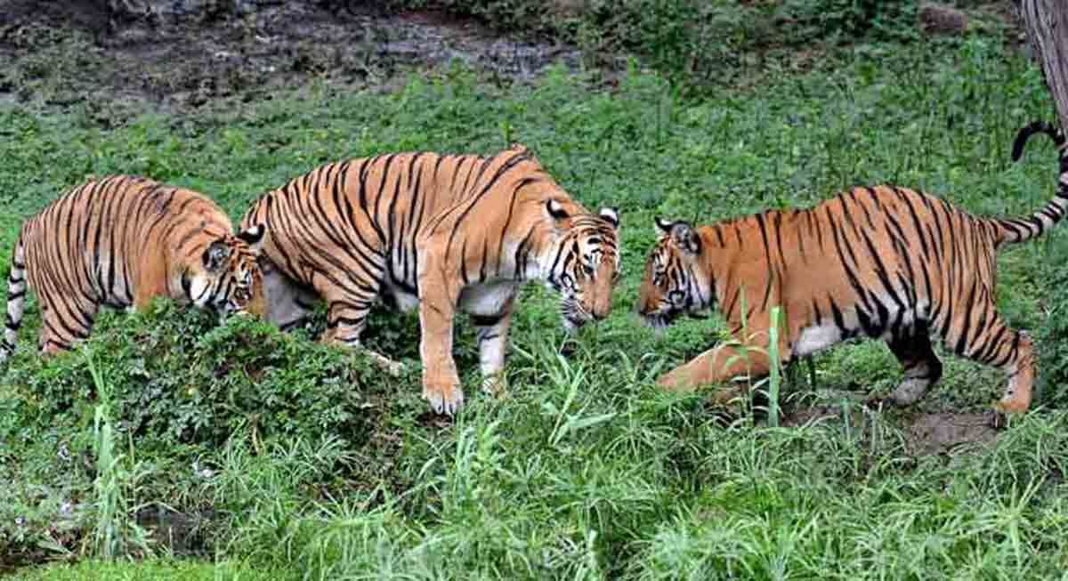 Carnivore sign survey under progress at Amrabad Tiger Reserve
