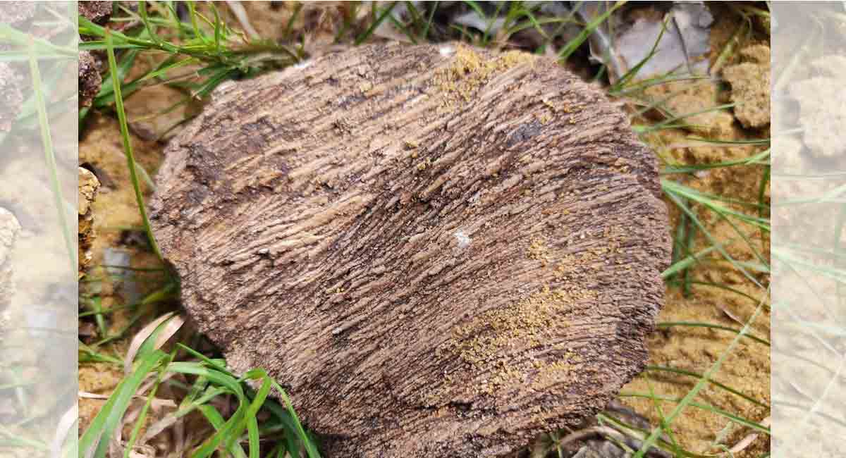 Tree fossil site found in Mulugu