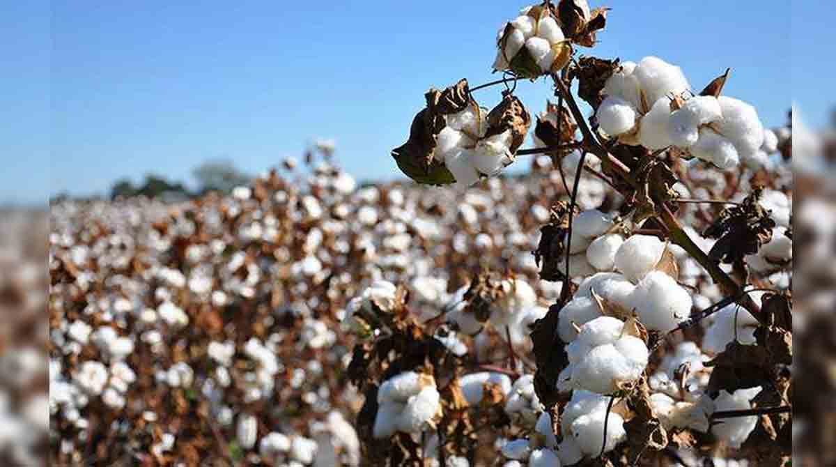 Telangana tops quality cotton production in India: Niranjan