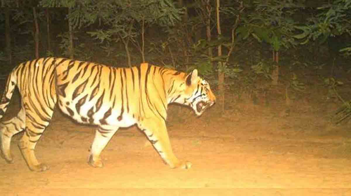 Maharashtra tigers find safe haven in Telangana forests