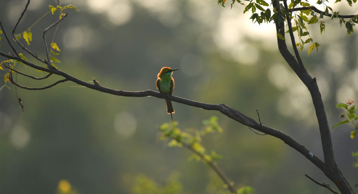 Sunday vibes turn MP Santosh Kumar into bird photographer