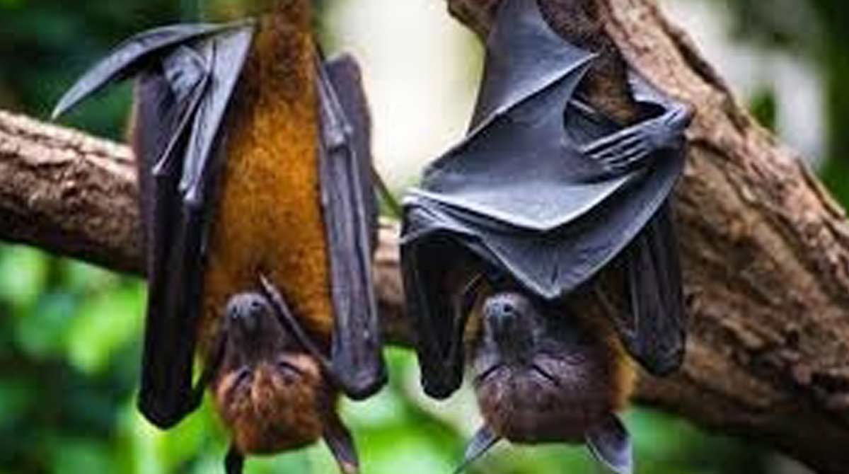 White-nose syndrome can decimate little brown bats: Studies
