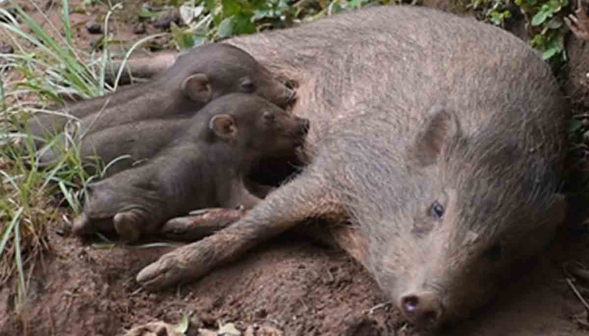 CCMB study finds no inbreeding in pygmy hogs