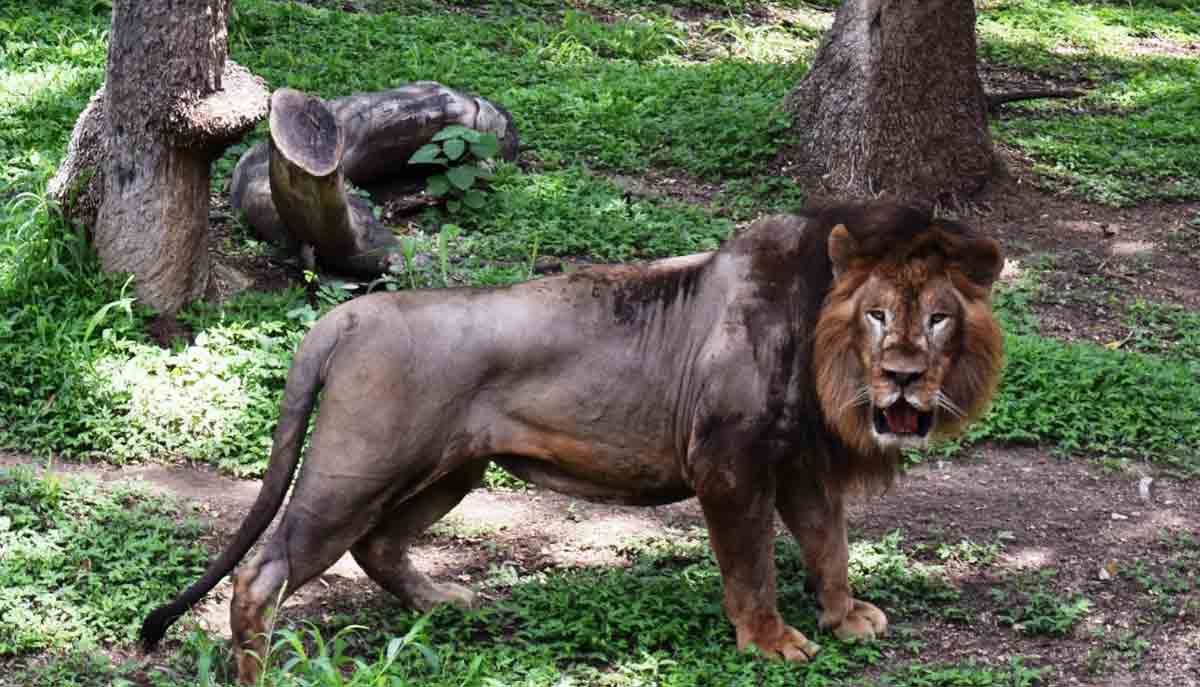 Pharma firm adopts lion at Nehru zoo