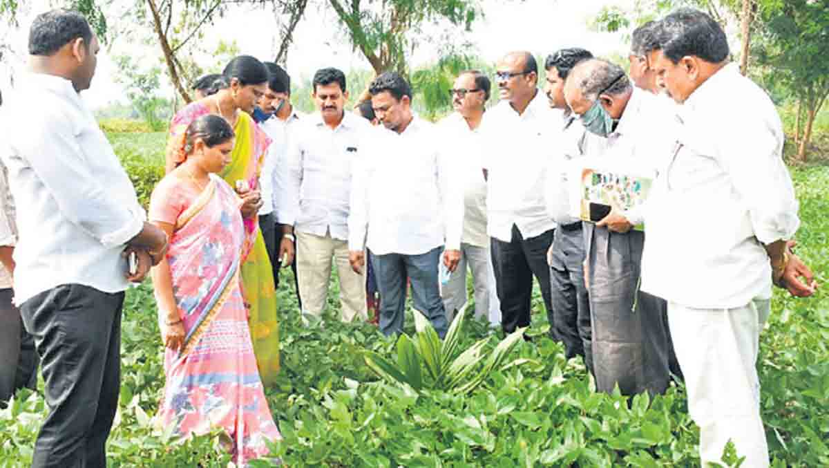 Kothagudem: Officials told to educate ryots on oil palm