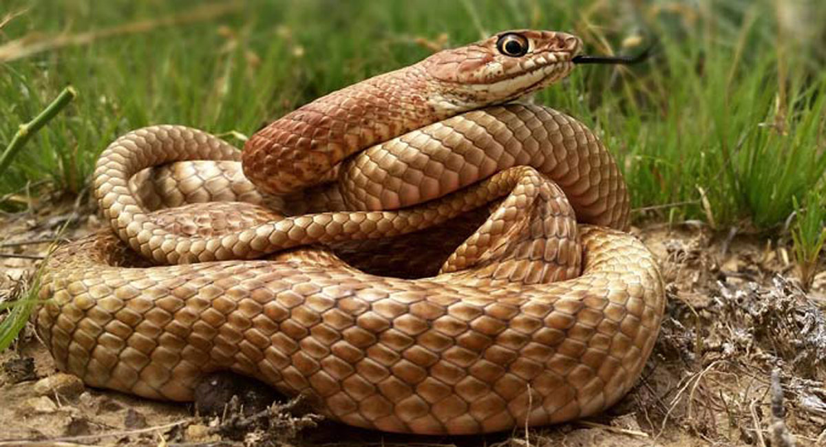 Murder most macabre: The ‘homicidal snakebite’ that shook Kerala