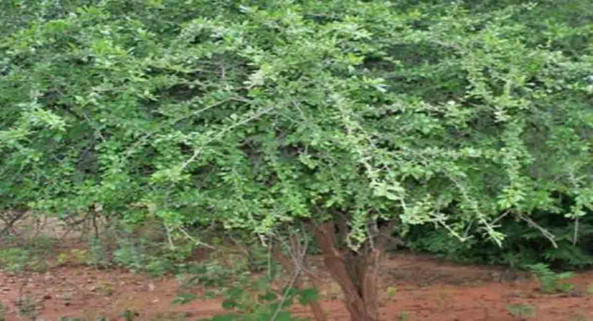 This tree laughs on being touched, tickled or caressed