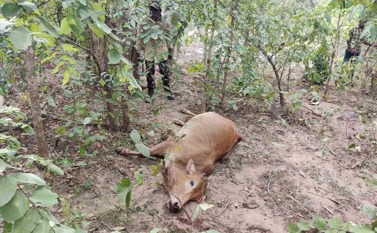 Tiger on the prowl in Kothagudem, cattle killed