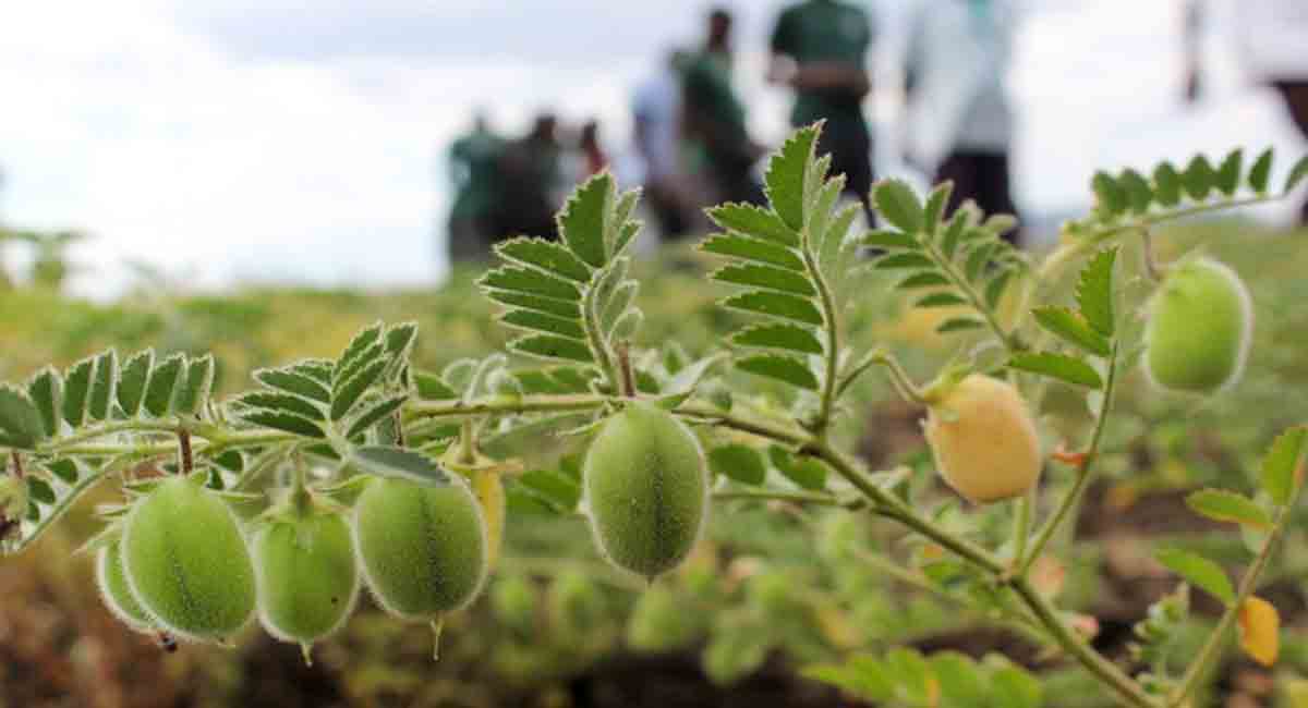 Largest plant genome sequencing effort gives chickpea pan-genome