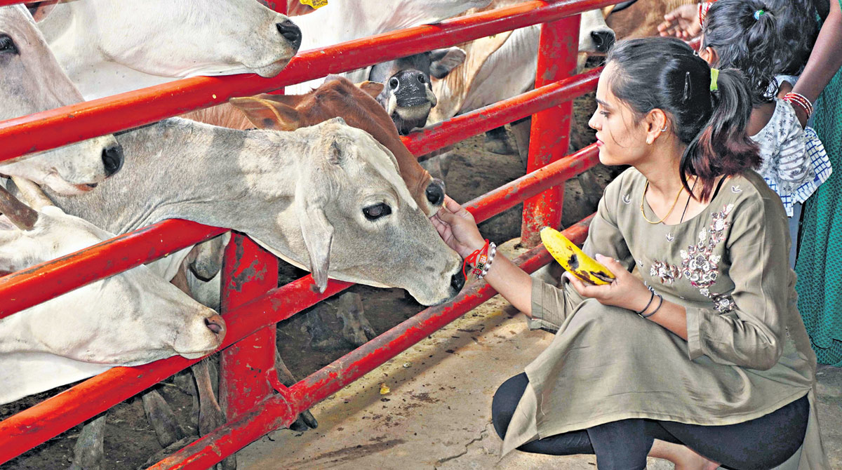 Hyderabad: South India’s biggest Goushala organises Annakut festival