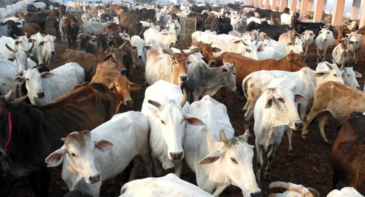 Ambulance service for cows in Uttar Pradesh soon