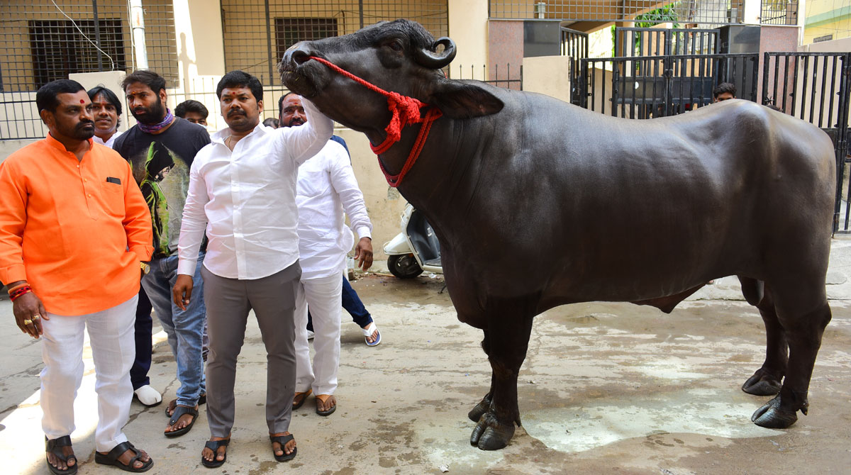 This ‘Baahubali’ bull drinks premium scotch, lives life king size!