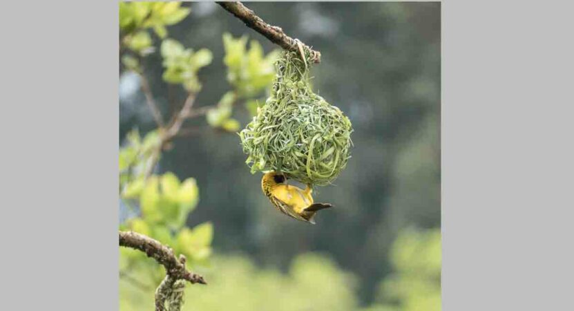 apostlebird