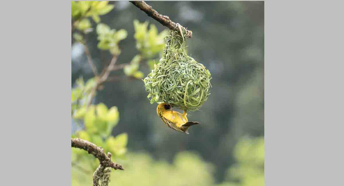 How birds make their nests