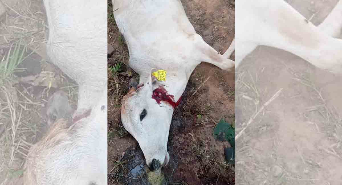 Mahabubabad: Tiger kills cattle in Gudur mandal