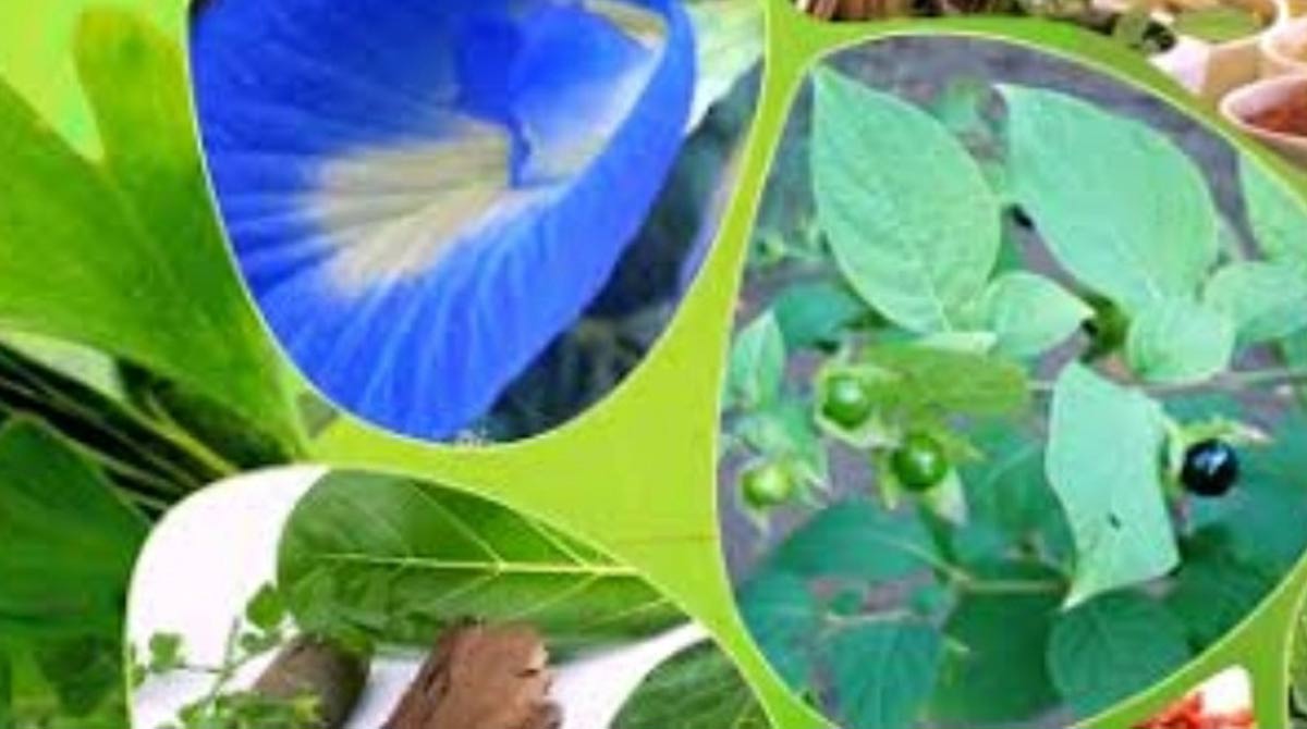 Centre transfers Ayush-64 technology to 46 companies