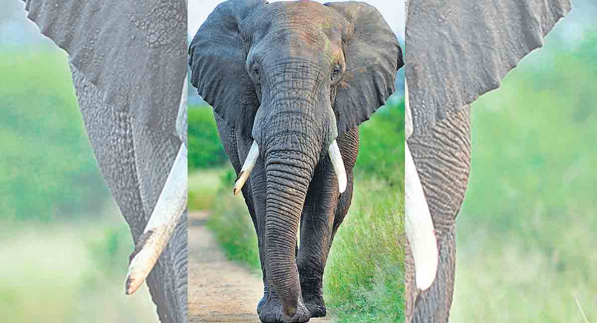 All about Asian elephant