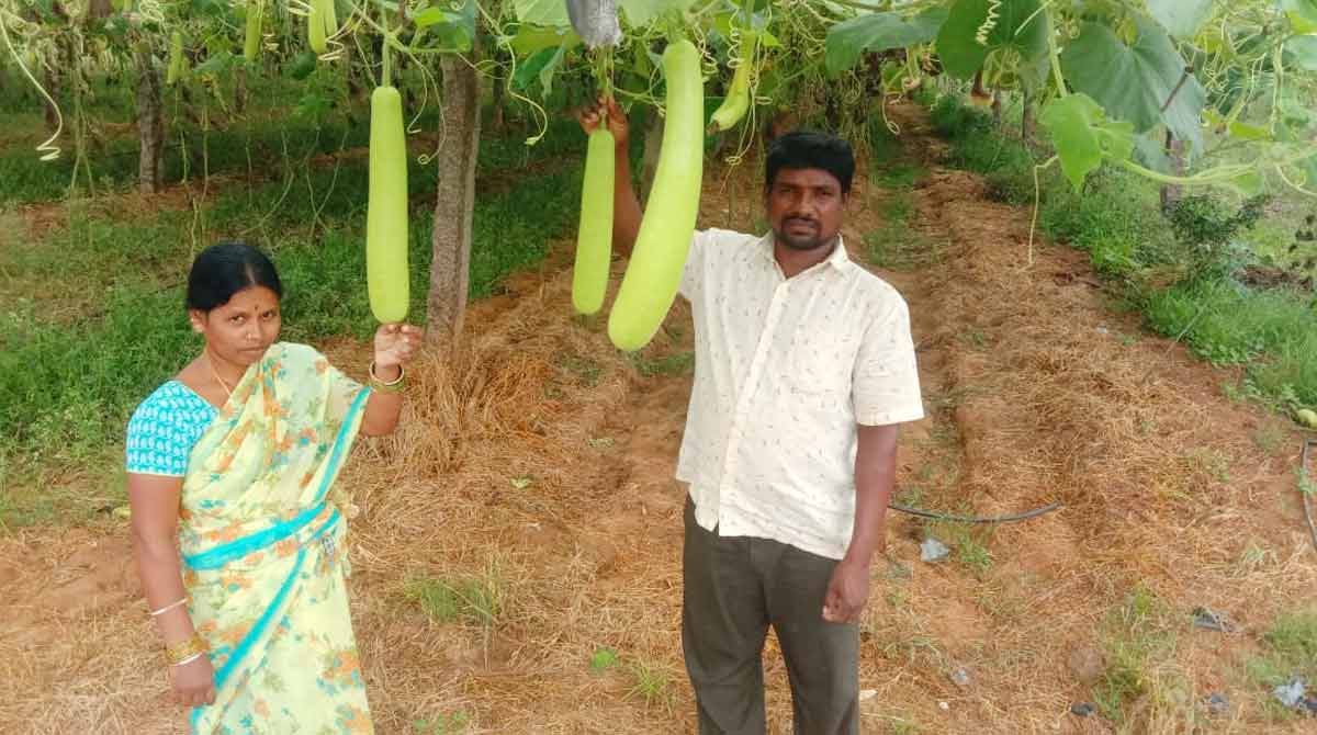 Farmers take to vegetable cultivation, come out of debt trap in Gajwel