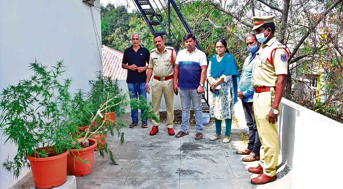 In the dock for growing marijuana