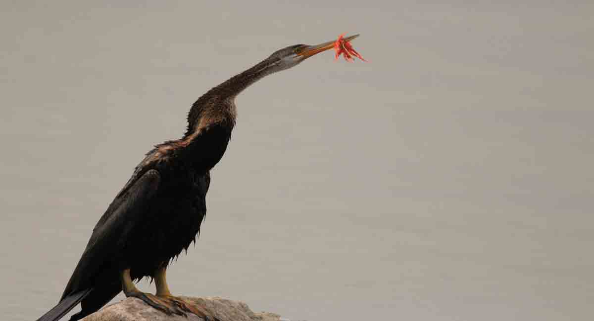 Bird with beak tied with rag rescued in Hyderabad