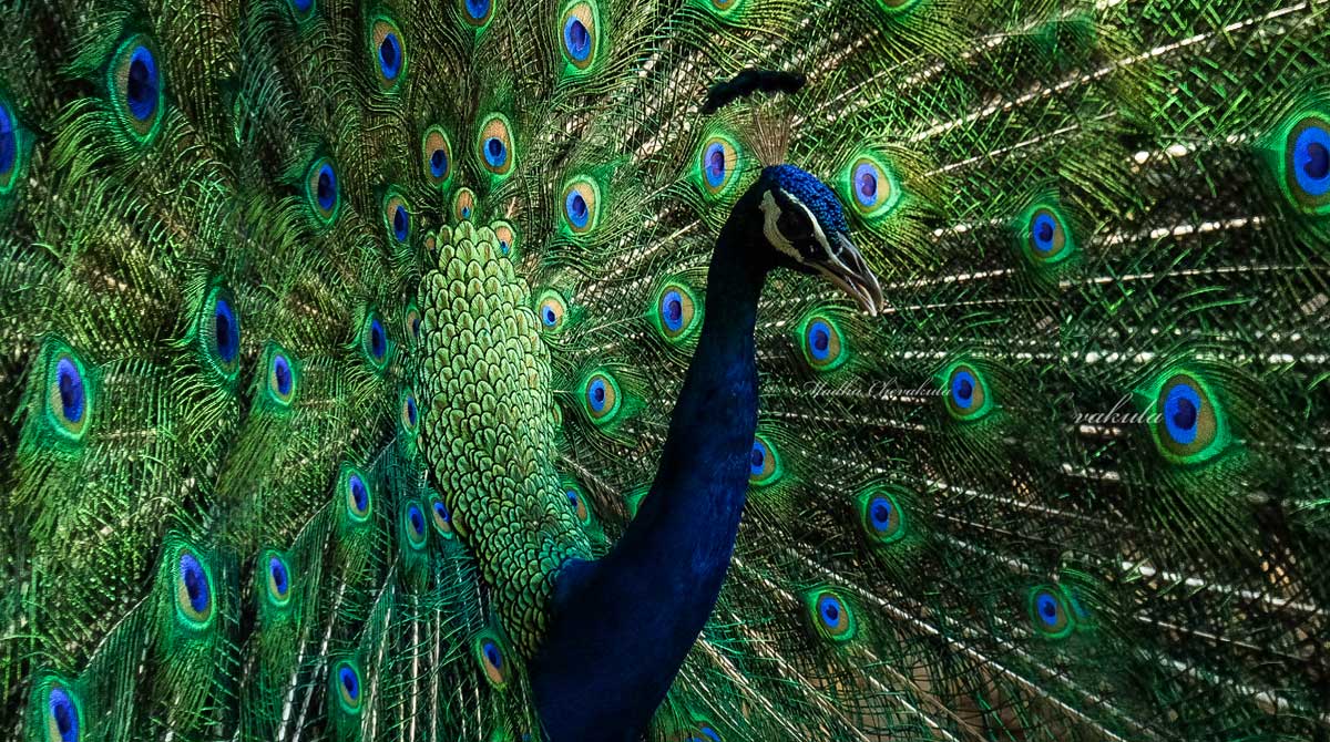 A birder’s colourful odyssey