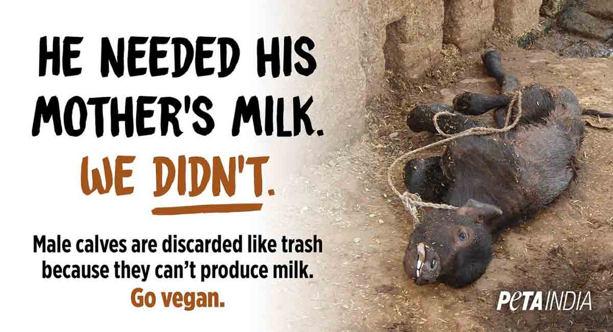 Ditch dairy to save male calves, urges PETA India