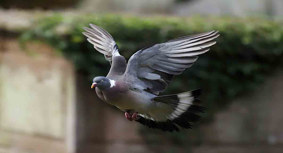 How do pigeons find their way home?Telangana Today