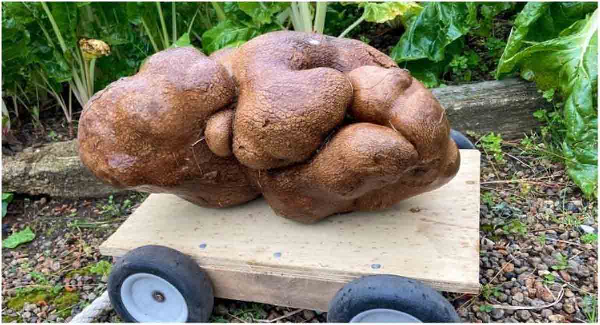 Do you know how much does the world’s heaviest potato weigh?