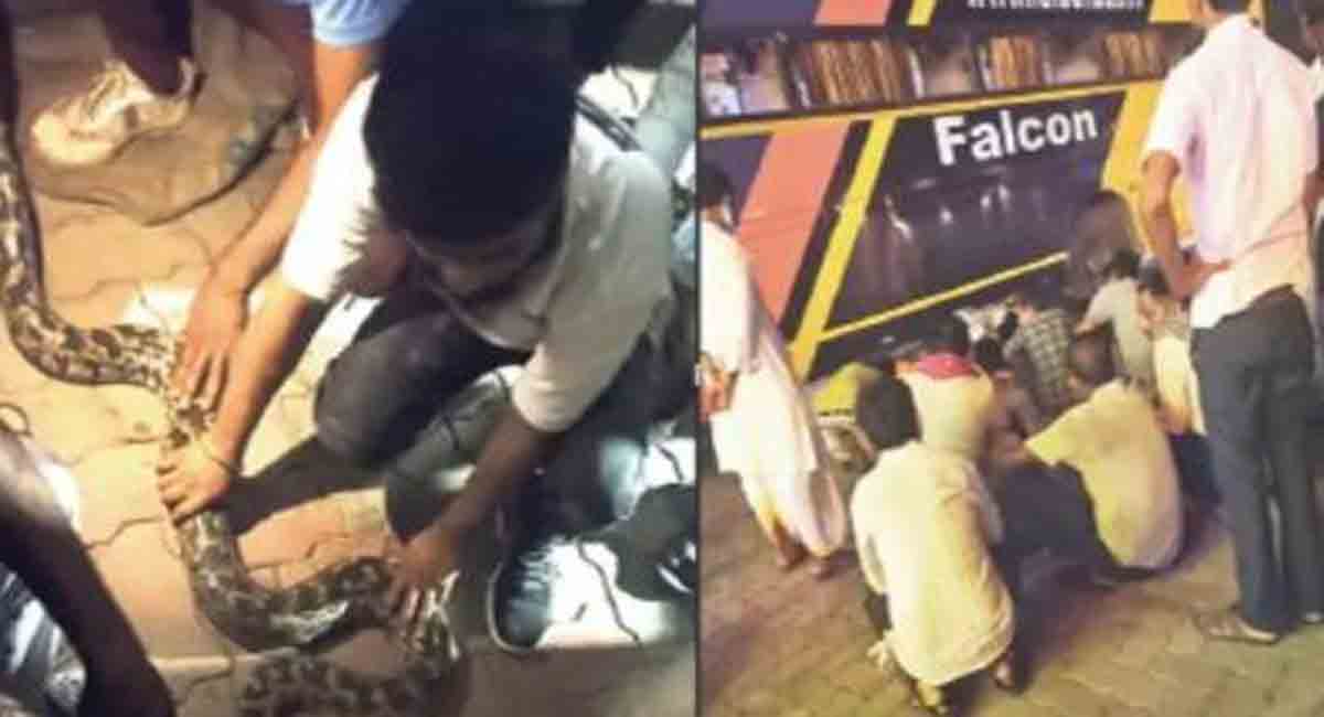 14-feet python travels with passengers in private bus