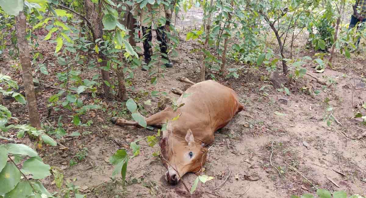 Telangana: Tiger on the prowl in Kothagudem, cattle killed