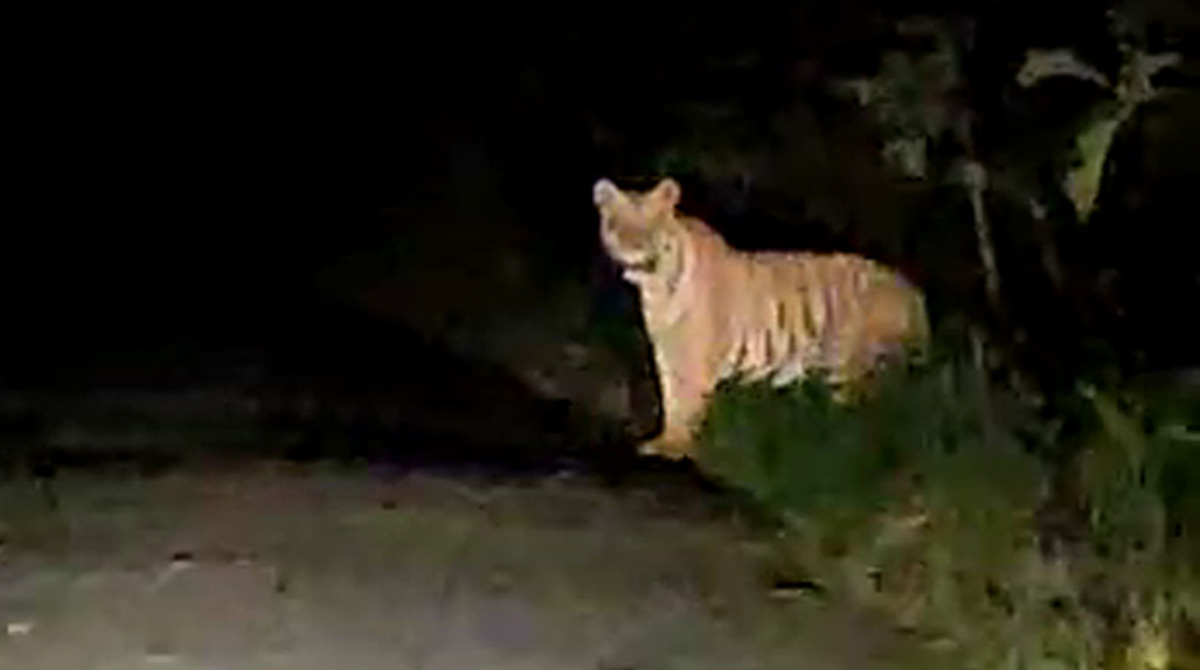 Tiger spotted in Tekulapalli forests in Kothagudem, villagers alerted