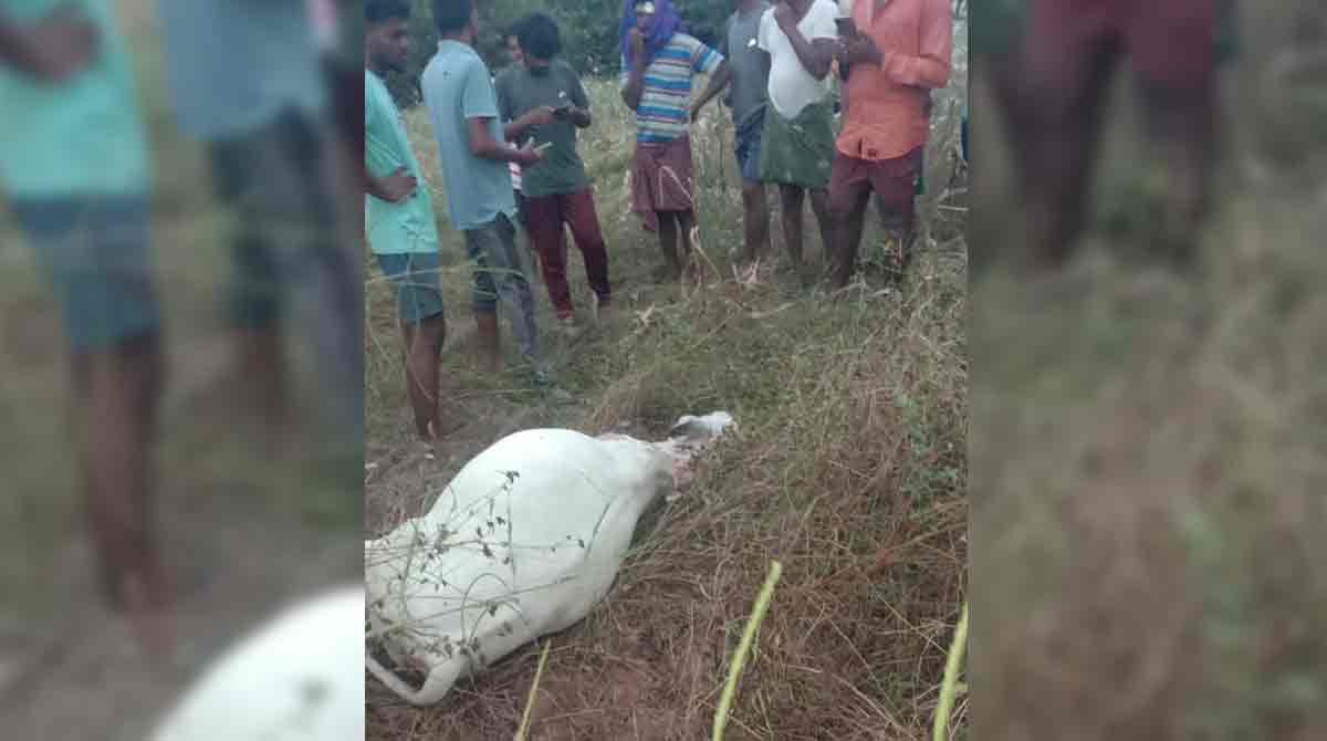 Tiger on the prowl in Kothagudem