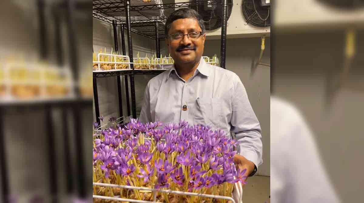 Kashmiri saffron now grown in Telangana