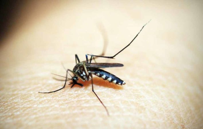 Zika virus