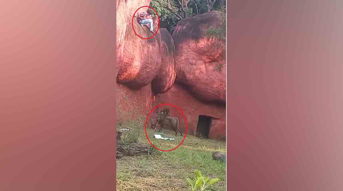 WATCH: Man climbs over lion enclosure walls in Hyderabad Zoo