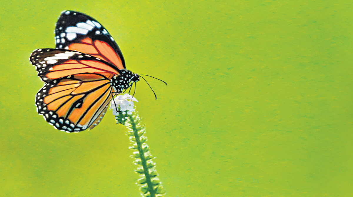 Creating awareness, educating people on butterfly conservation