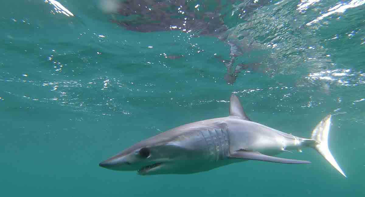 Endangered mako sharks gets protection