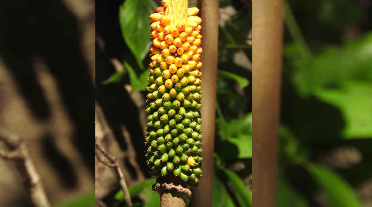 You may soon grow plants without the sunlight: A new study reveals