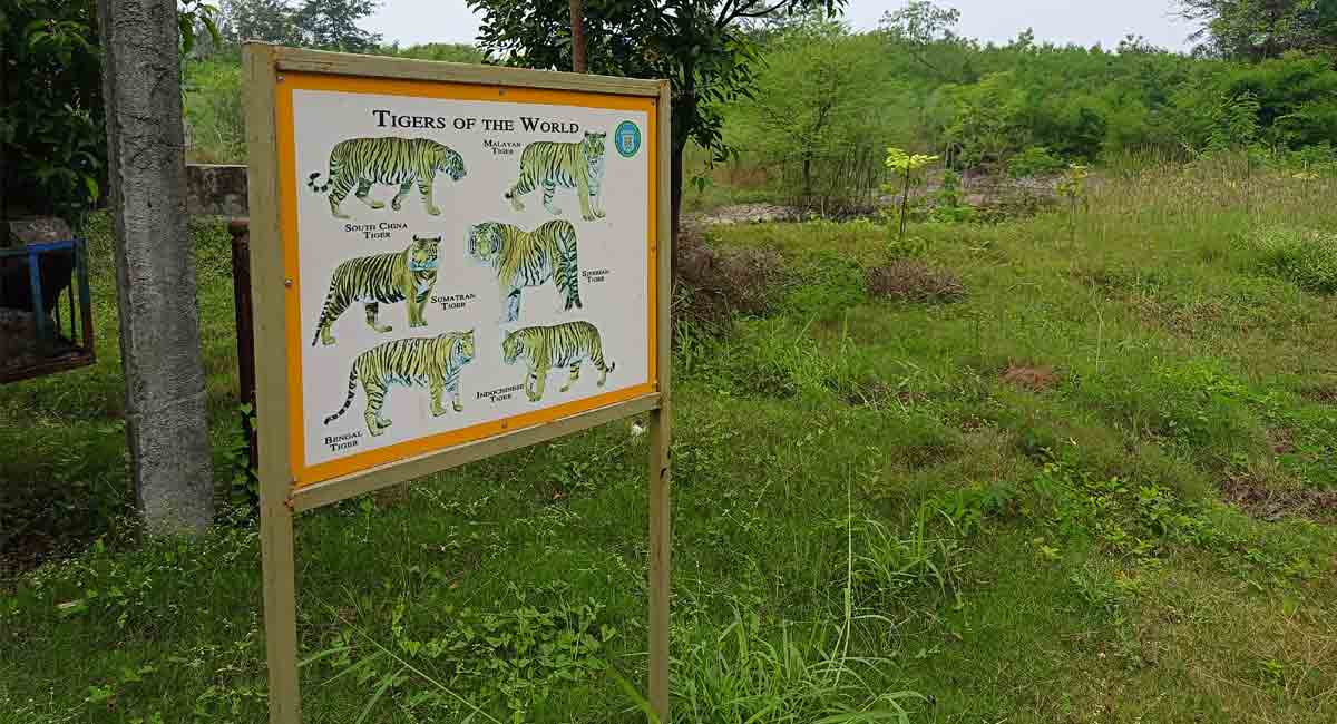 Wait for tigers’ arrival at Warangal’s Kakatiya zoo continues
