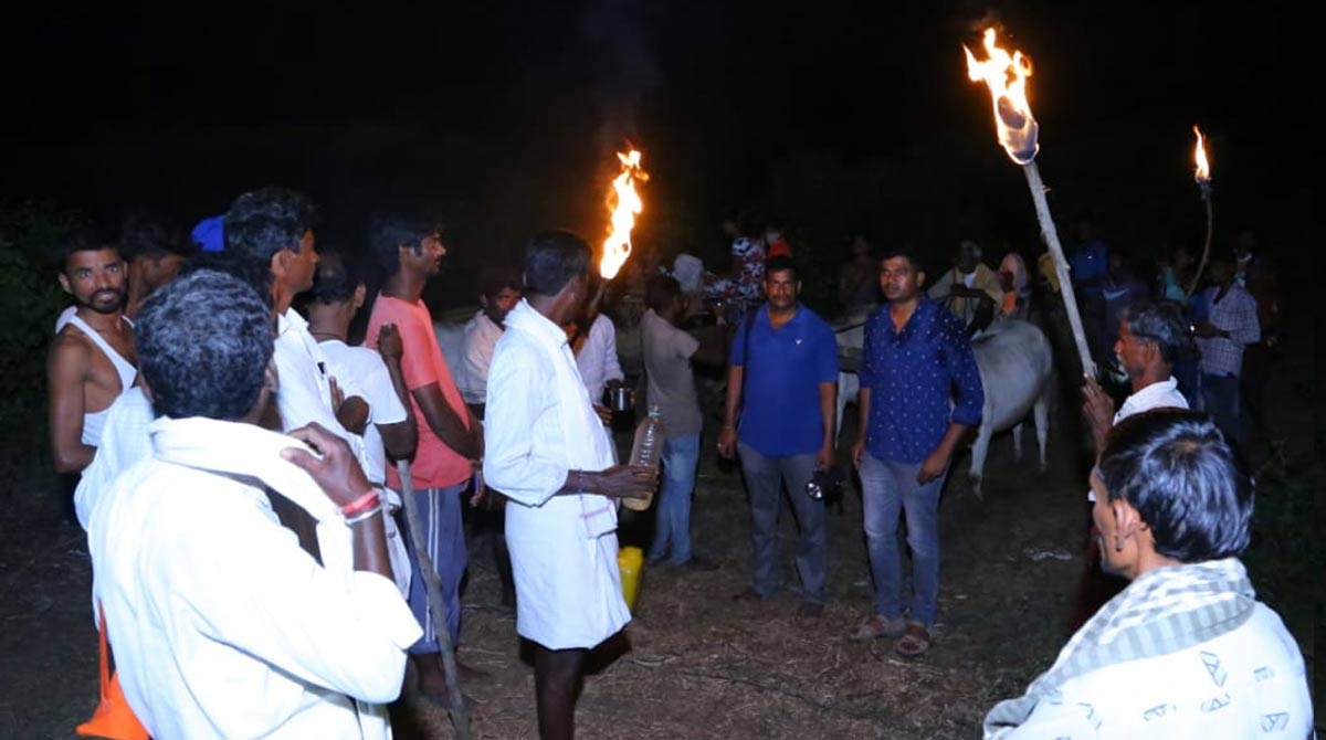 Music and drumbeats scare away crouching Tiger in Asifabad