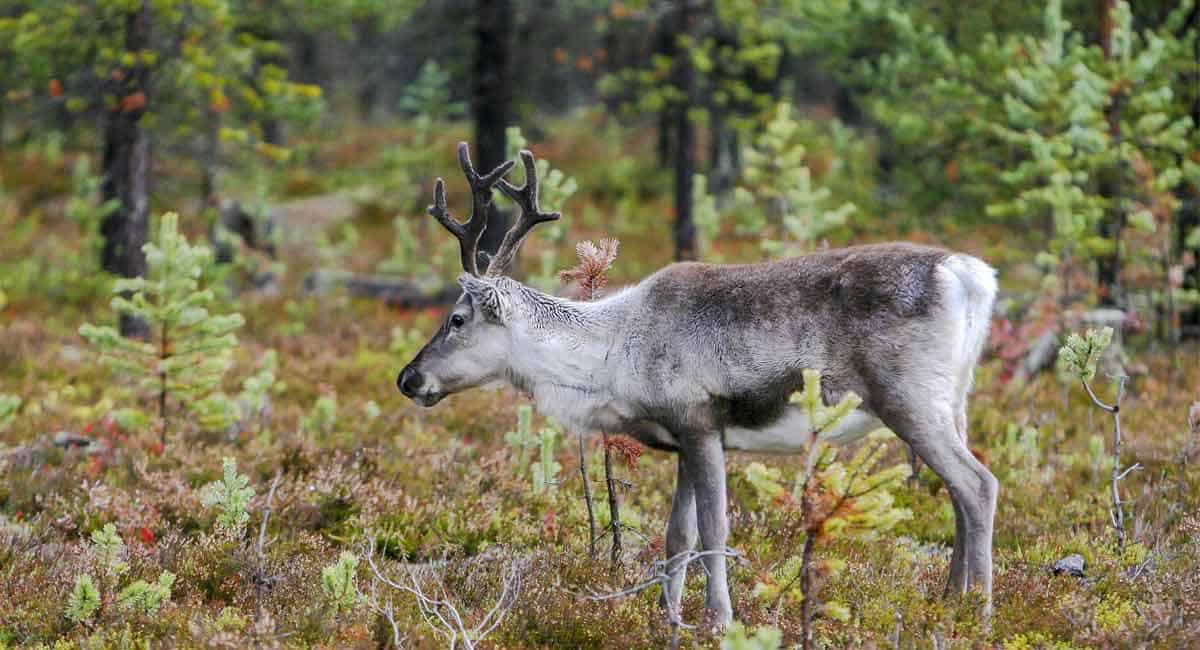 129 deer in US contract Covid, infection likely spread from humans: Study